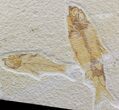 Bargain Knightia Fossil Fish Pair - Wyoming #39432-1